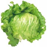 lettuce_ice_berg