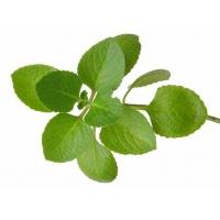 oregano