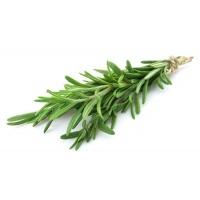 rosemary