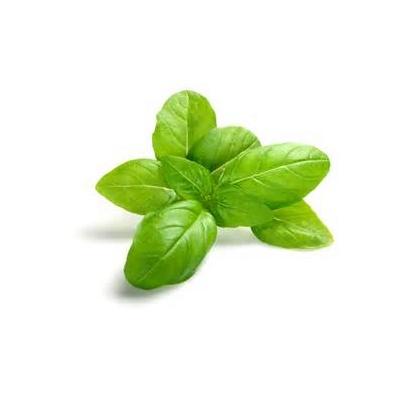 basil